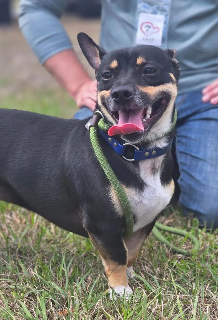 Chauncey thumbnail 2