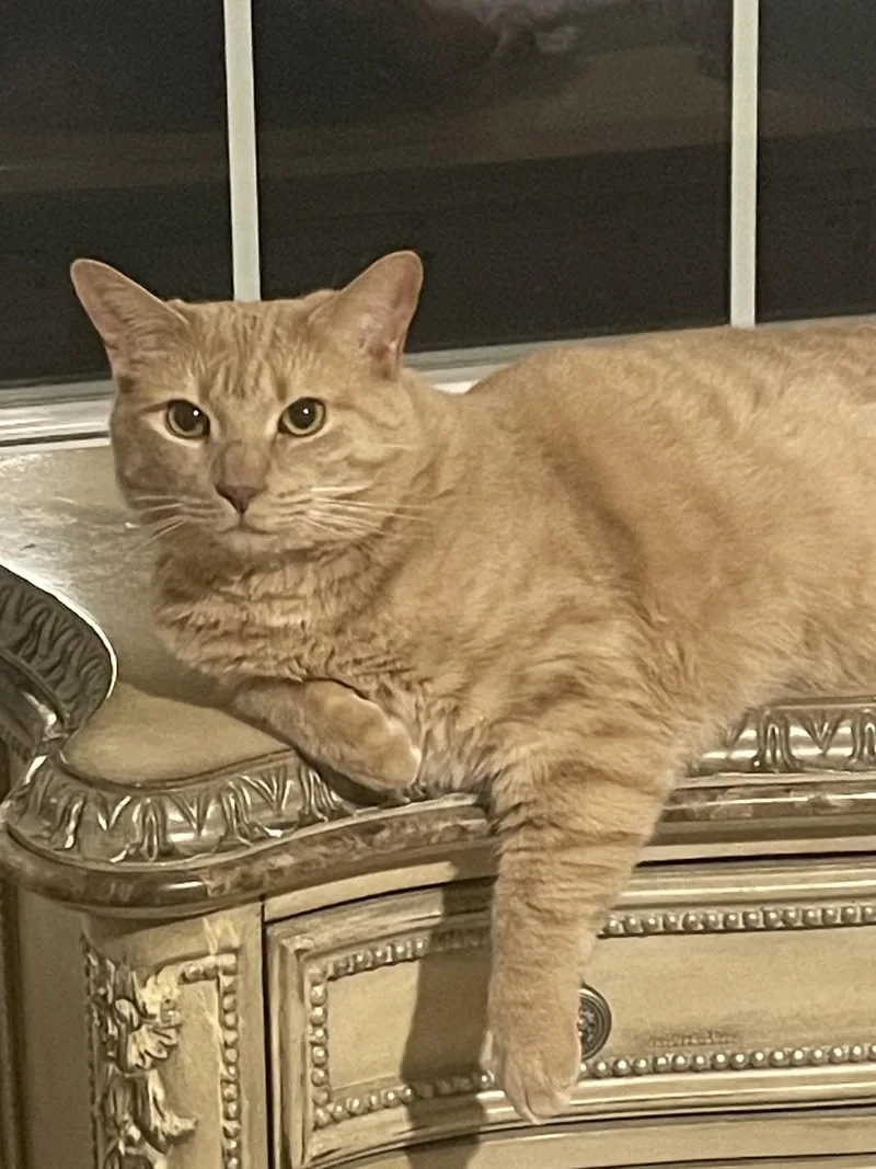 Ginger & Fiona thumbnail 3