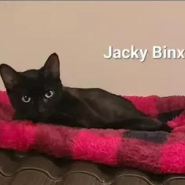Jacky Binx thumbnail 2