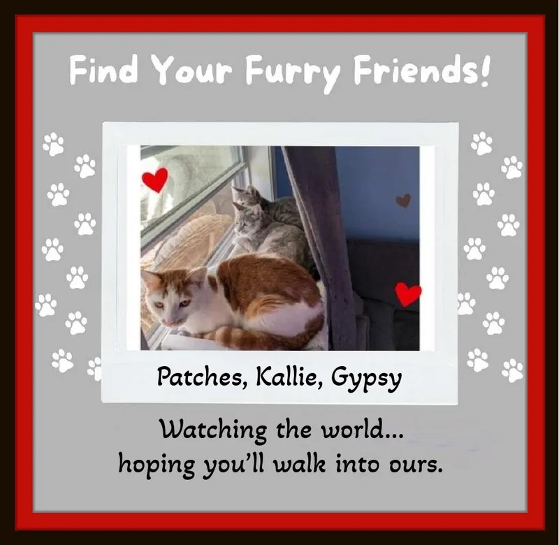 Meet Patches. Eyes Locked thumbnail 5