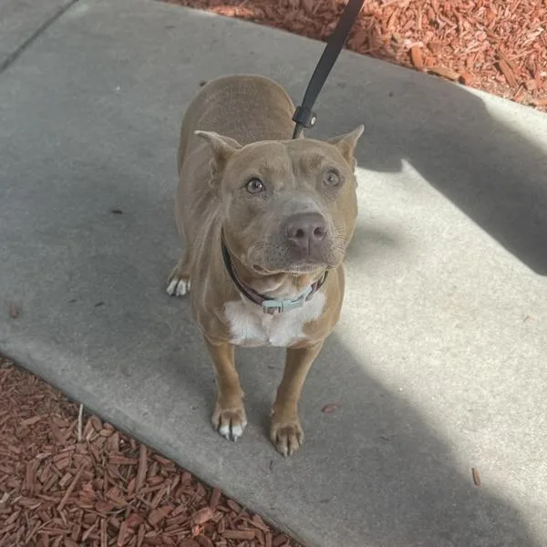 Luciano Louise thumbnail 2