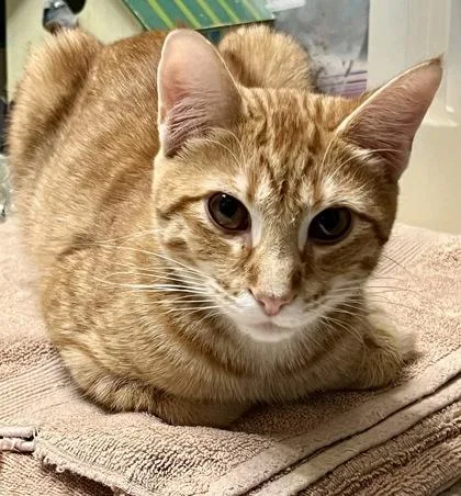 Ginger Baker thumbnail 2