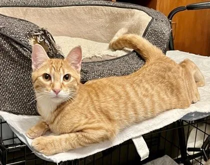 Ginger Baker thumbnail 3