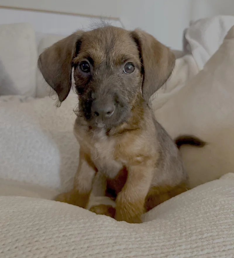 Meatball thumbnail 2