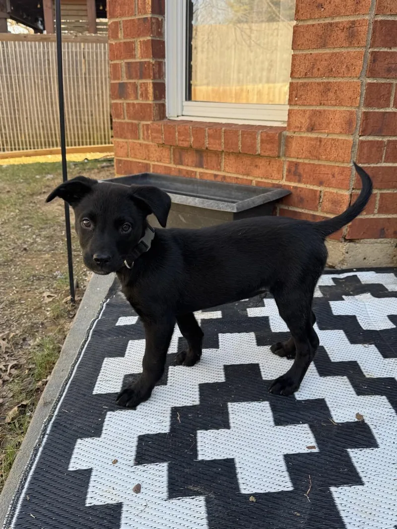 Teddy Miles thumbnail 4