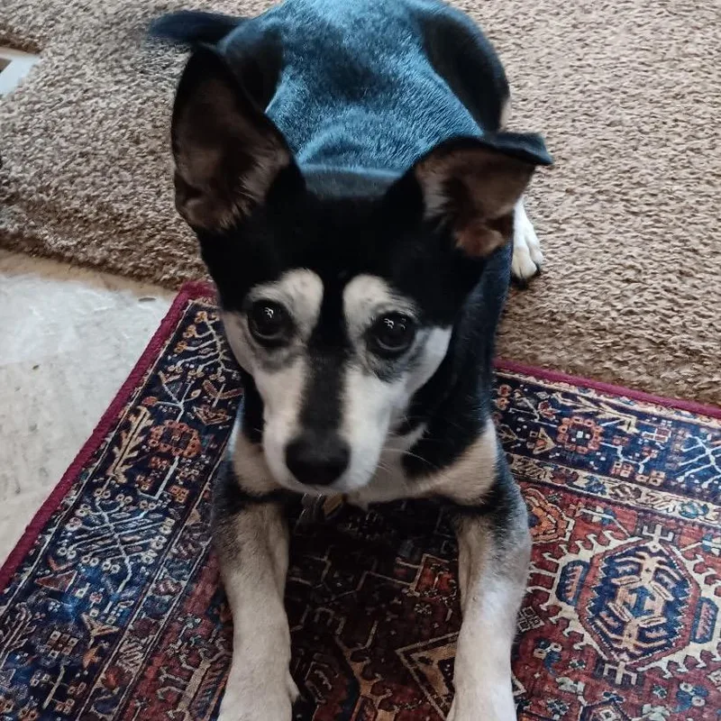 Chaka Khan thumbnail 3