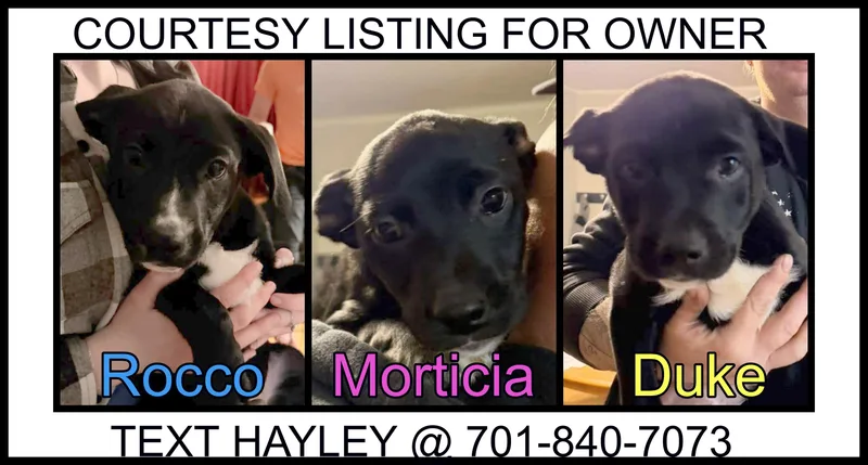 Pit Bull Mix Puppies