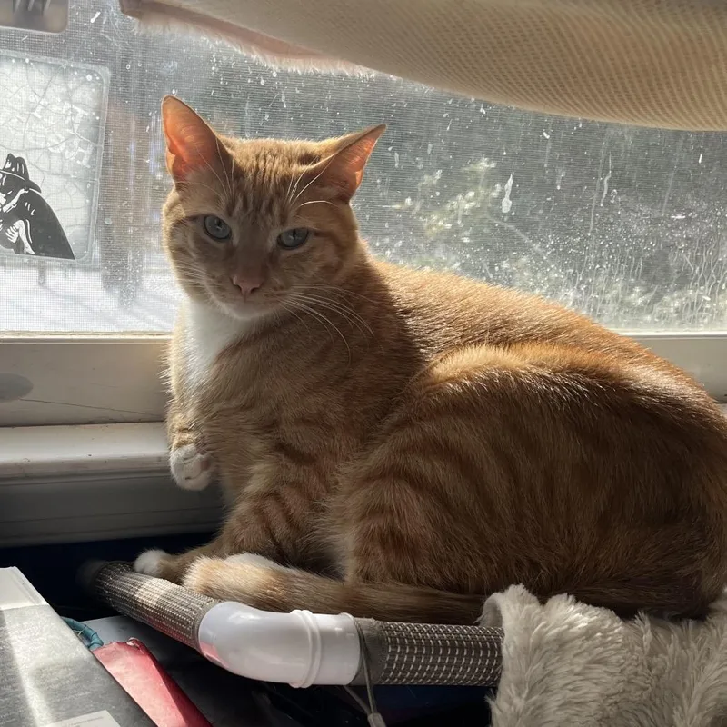 Bobby Flay thumbnail 2