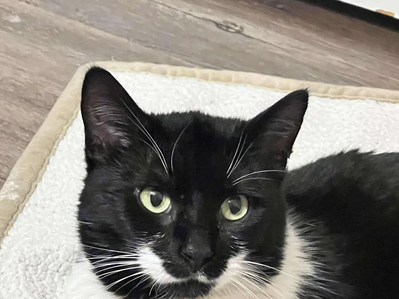 Tuna Thomas thumbnail 4