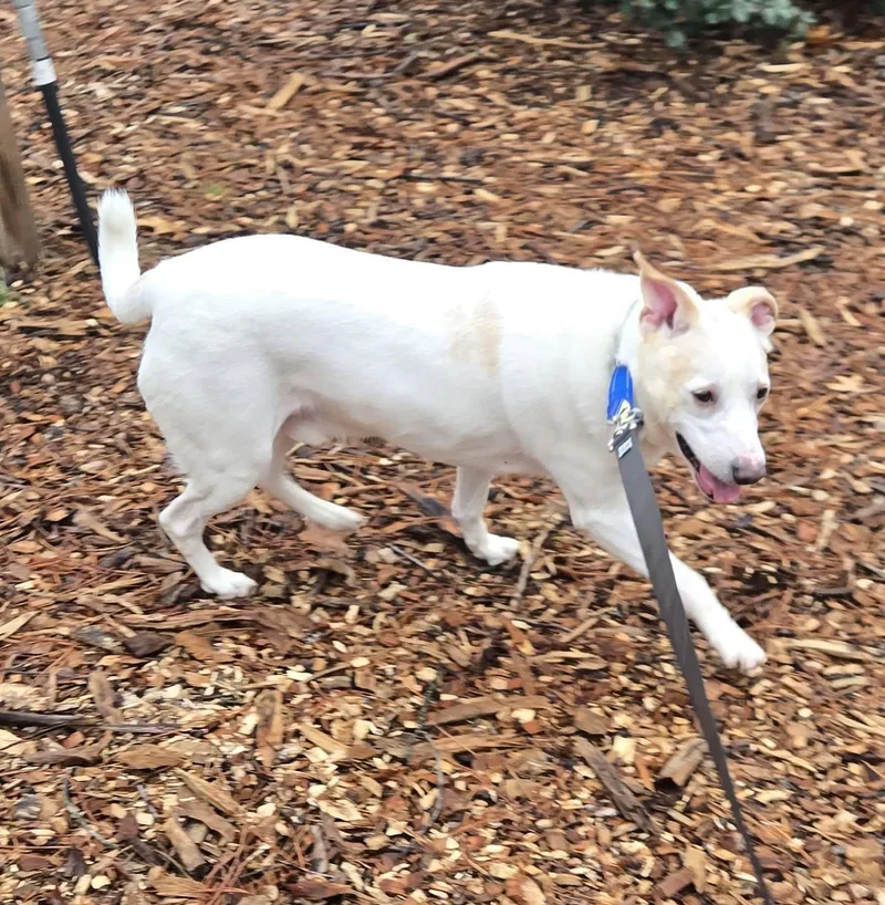 Norris Aka Nori thumbnail 3