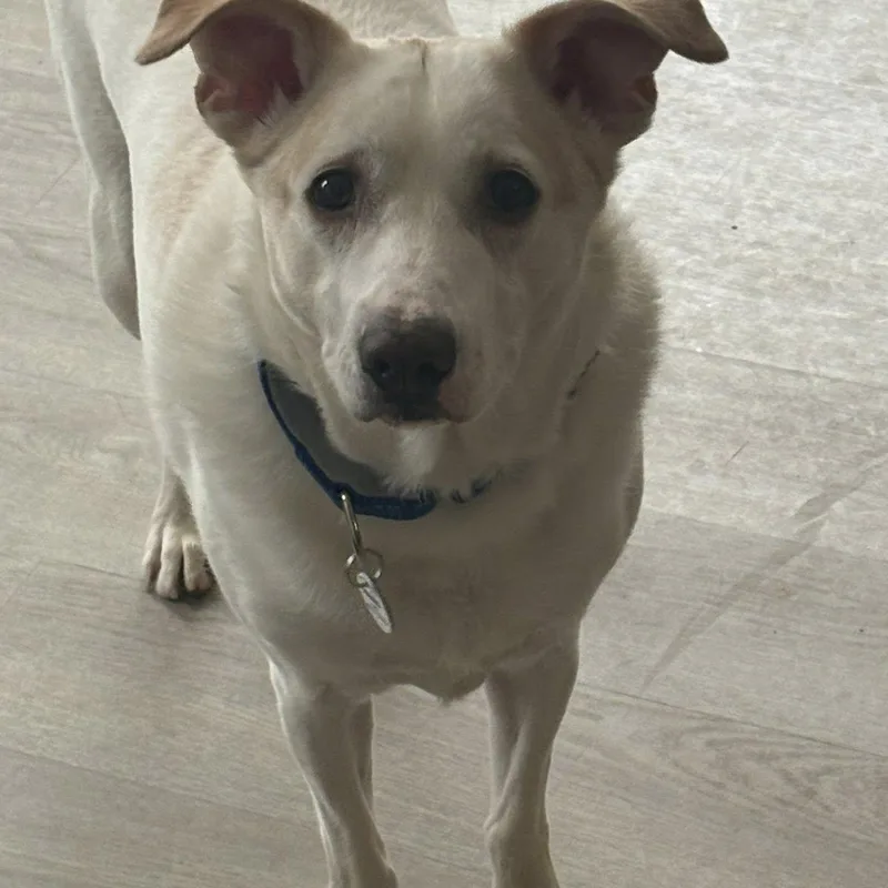 Norris Aka Nori thumbnail 4