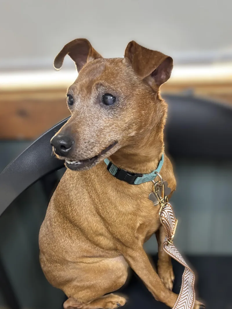 Molly B'golly thumbnail 3