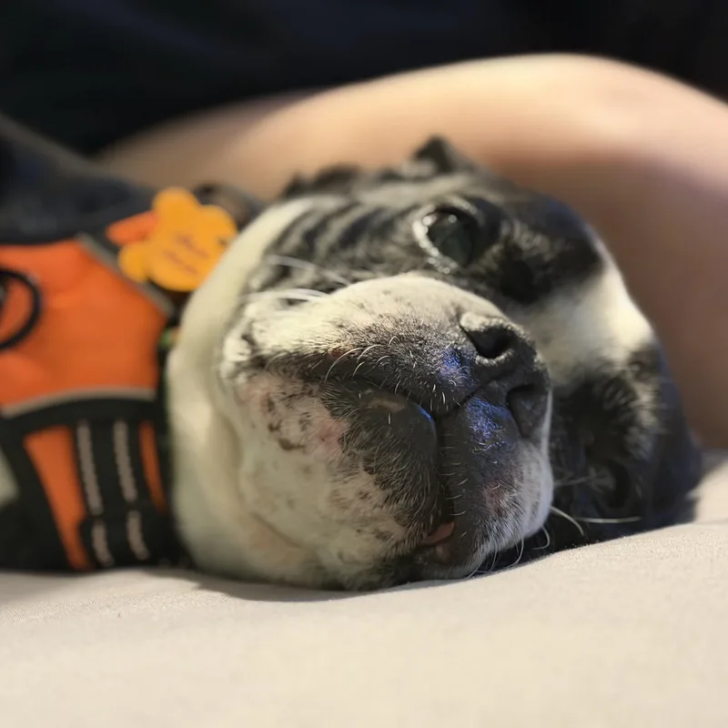 Jack Jack thumbnail 3