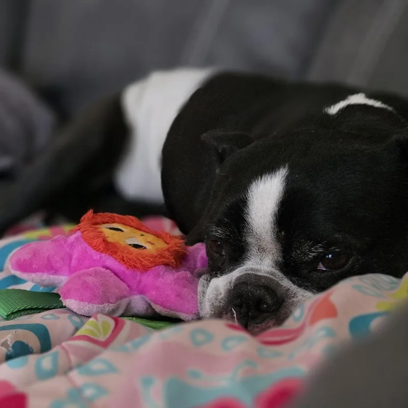 Jack Jack thumbnail 4