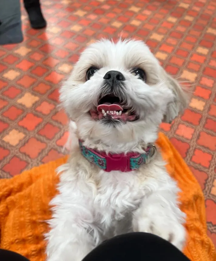 Lucy And Bailey thumbnail 2