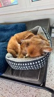 Dixie  Largo thumbnail 2