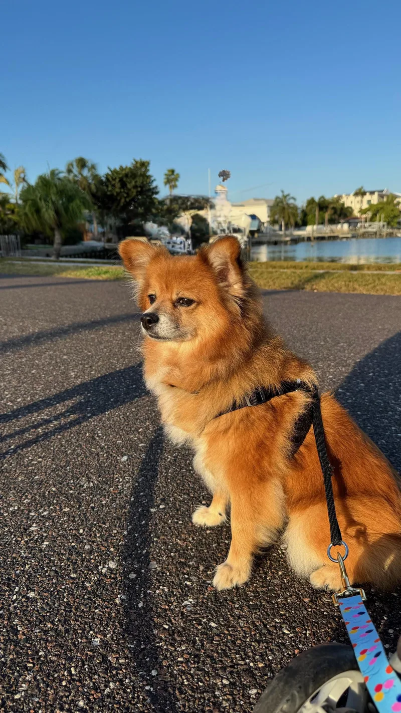 Dixie  Largo thumbnail 3