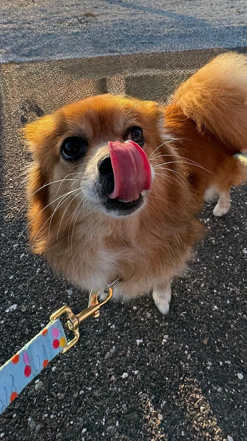 Dixie  Largo thumbnail 4