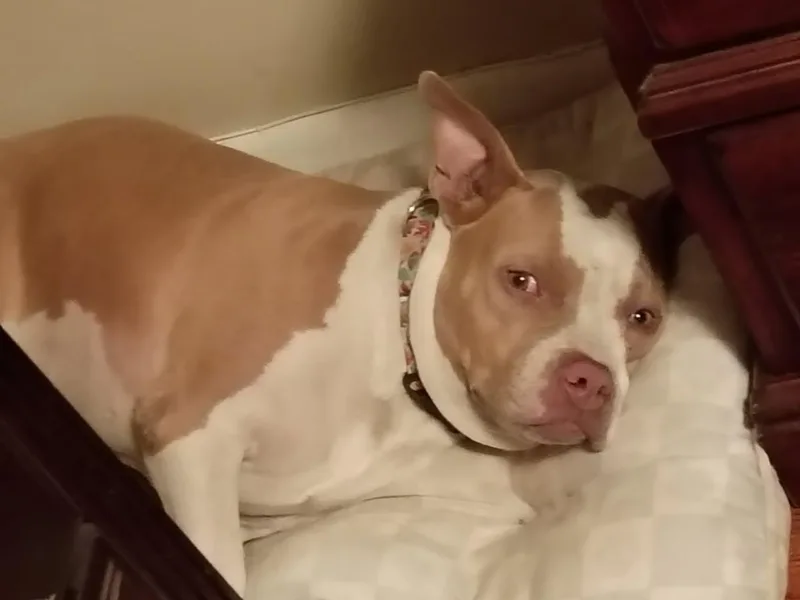 Bullet  Sun Baking thumbnail 2