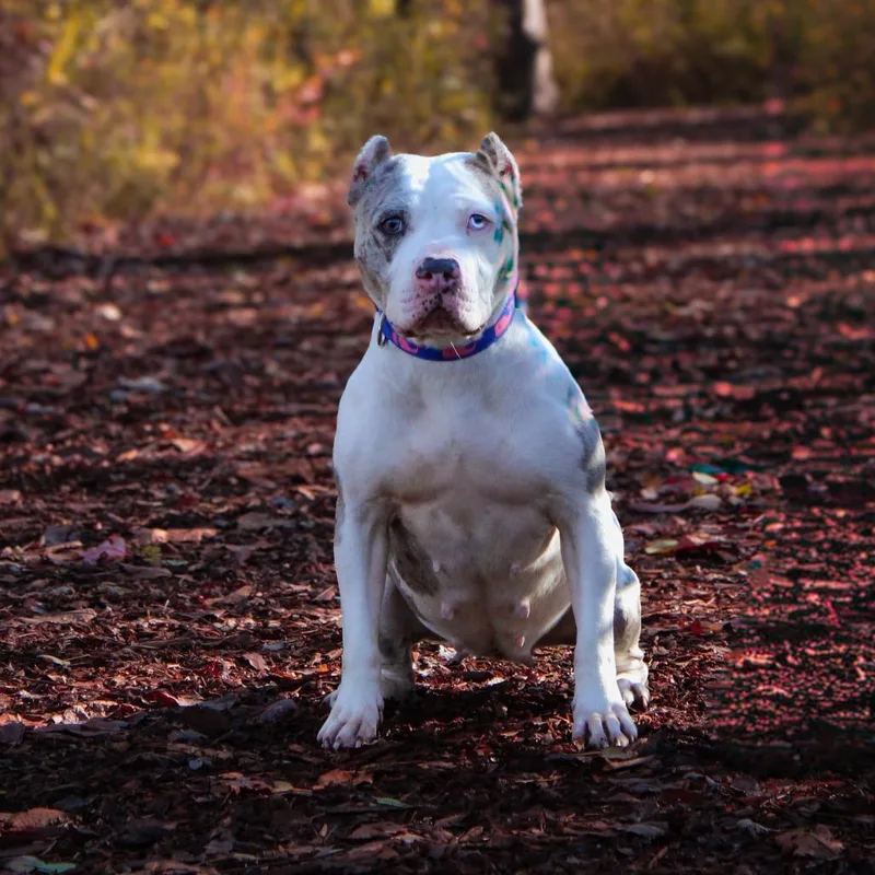 Ice Spice thumbnail 3