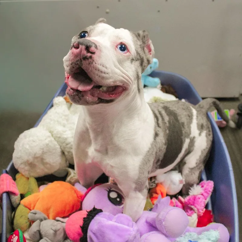 Ice Spice thumbnail 4