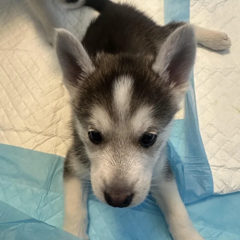 Muenster thumbnail 2