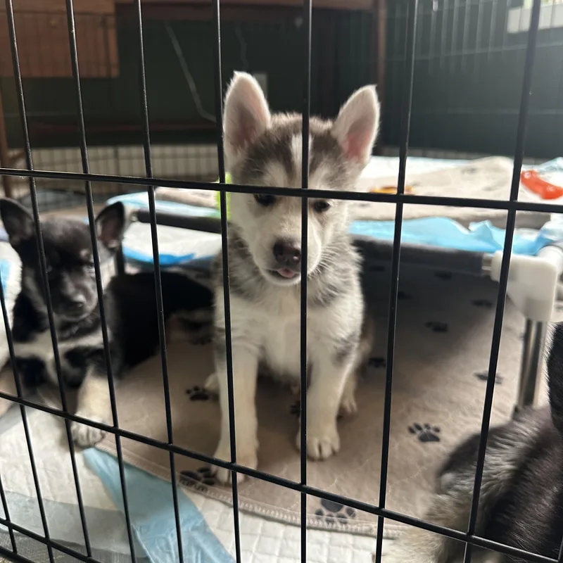 Muenster thumbnail 3