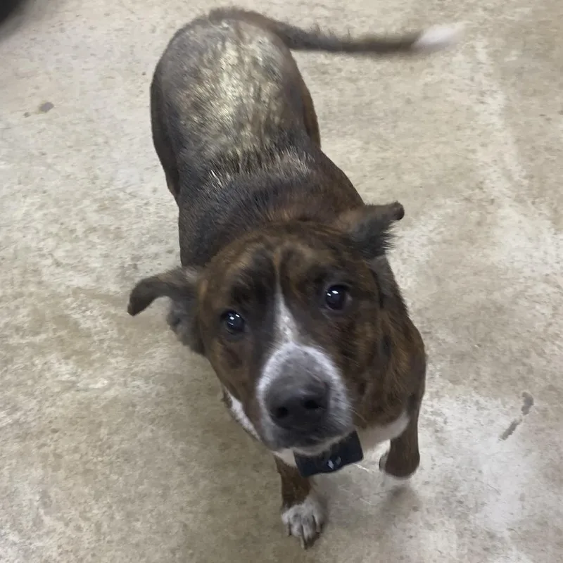 Gumbo  T thumbnail 2