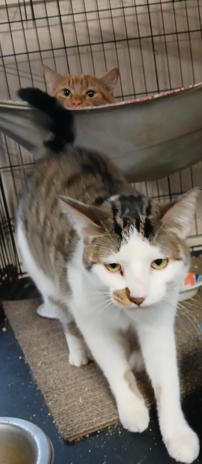 A young medium-sized female White Domestic Short Hair cat named Miracle's Snowy for adoption in Eaton Rapids, MI