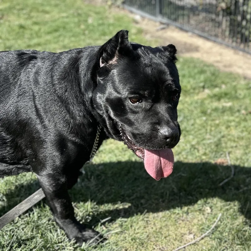 Cricket  Ecas thumbnail 2