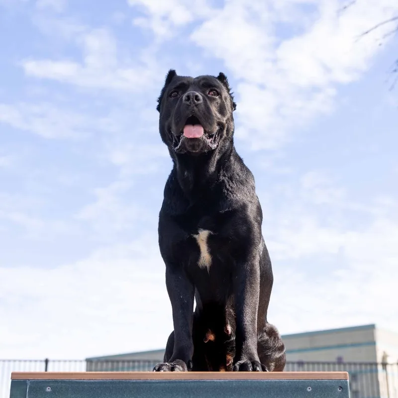 Cricket  Ecas thumbnail 3