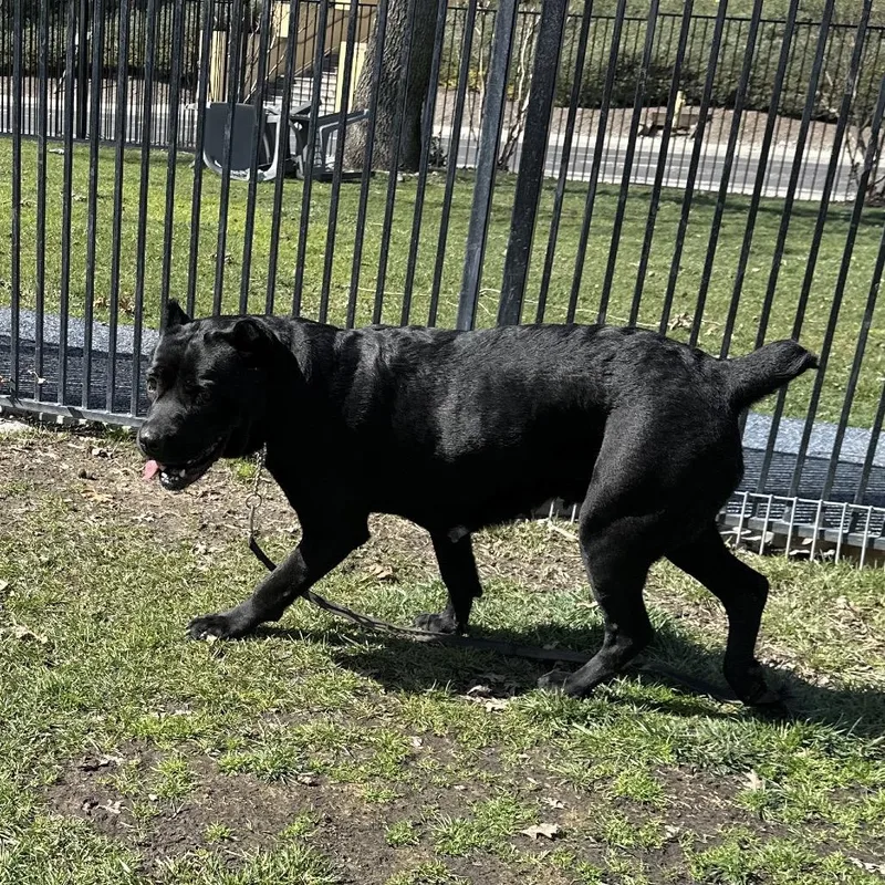 Cricket  Ecas thumbnail 5