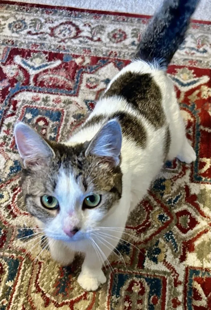 Penelope thumbnail 4