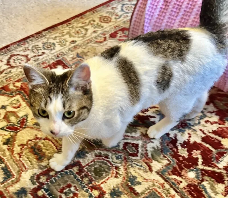 Penelope thumbnail 5