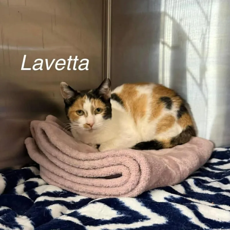Lavetta