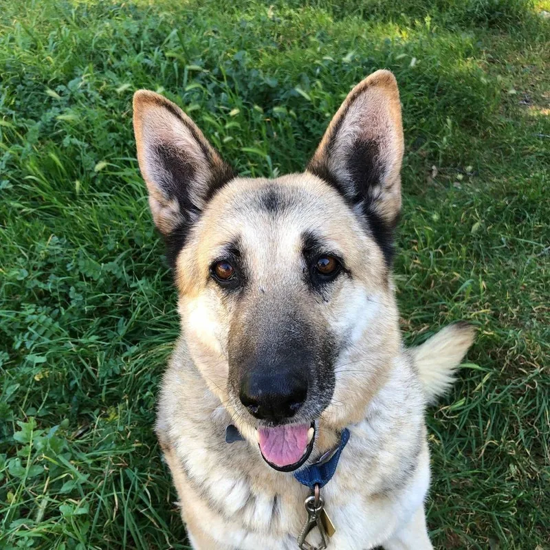 An adult large-sized female Brown / Chocolate German Shepherd Dog dog named Lola T for adoption in San Juan Bautista, CA