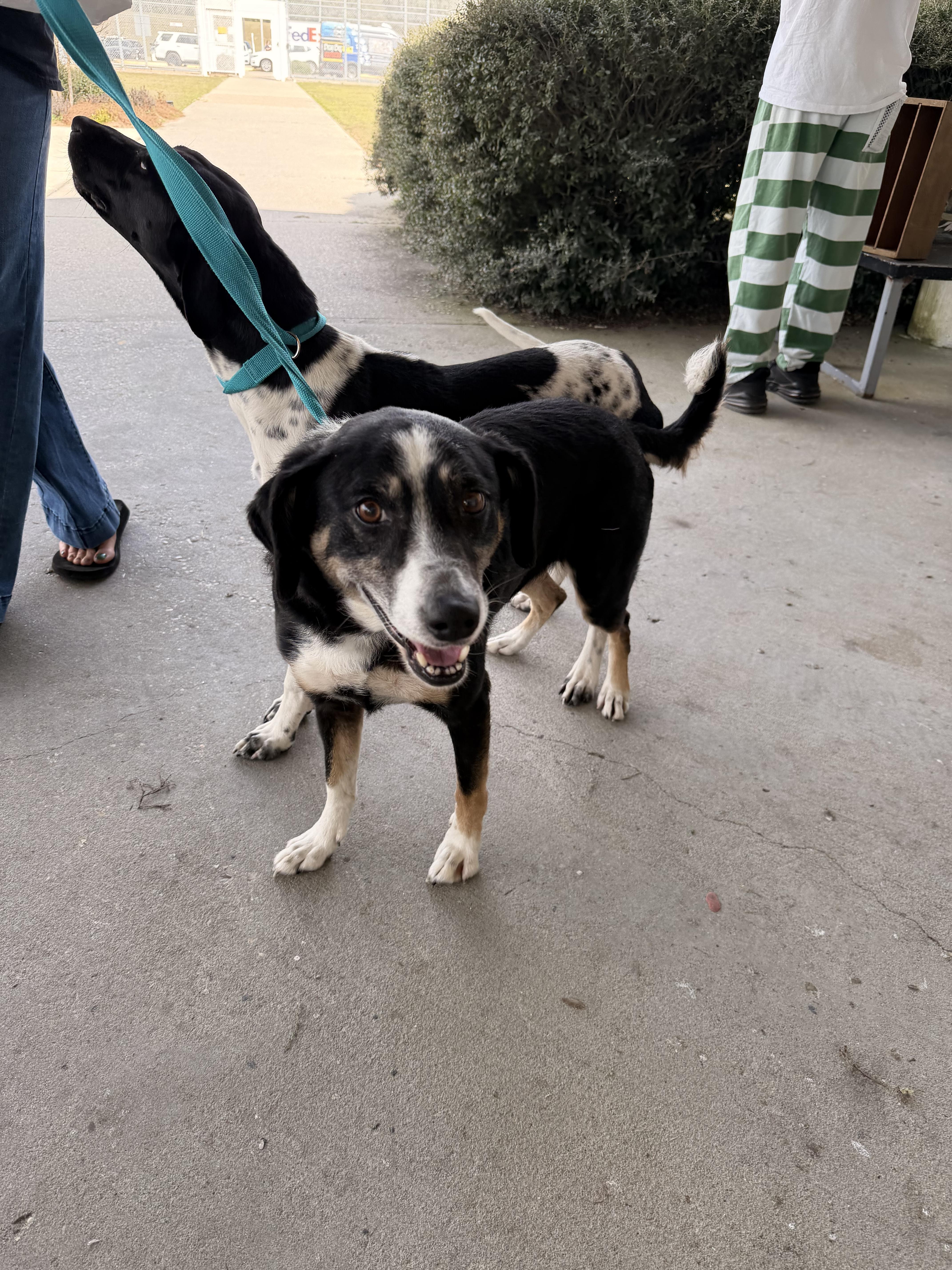 Dally Girl thumbnail 2