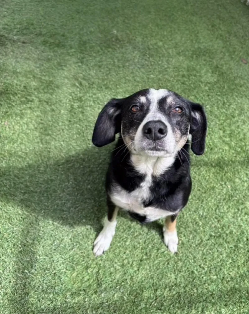 Dally Girl thumbnail 3