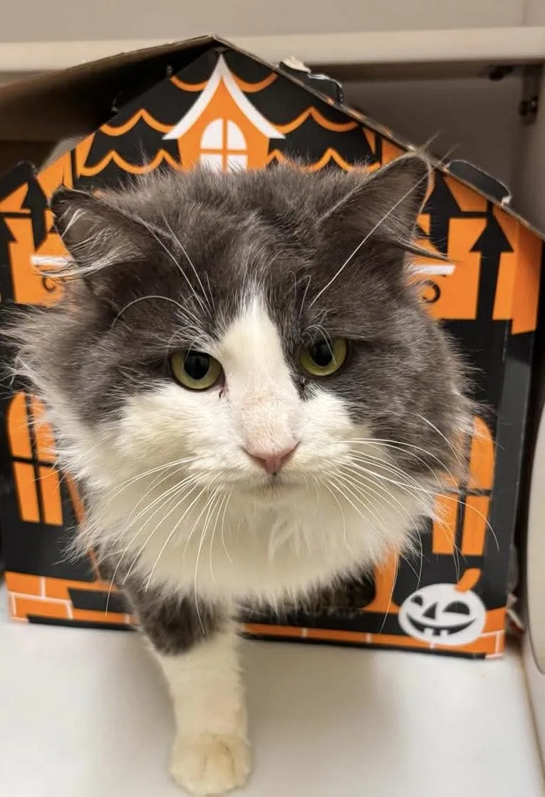 Gazorpazorp thumbnail 4