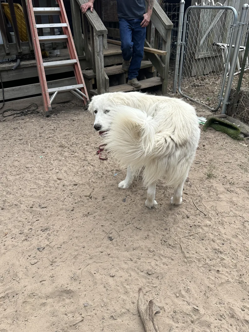 Toby Atx thumbnail 2