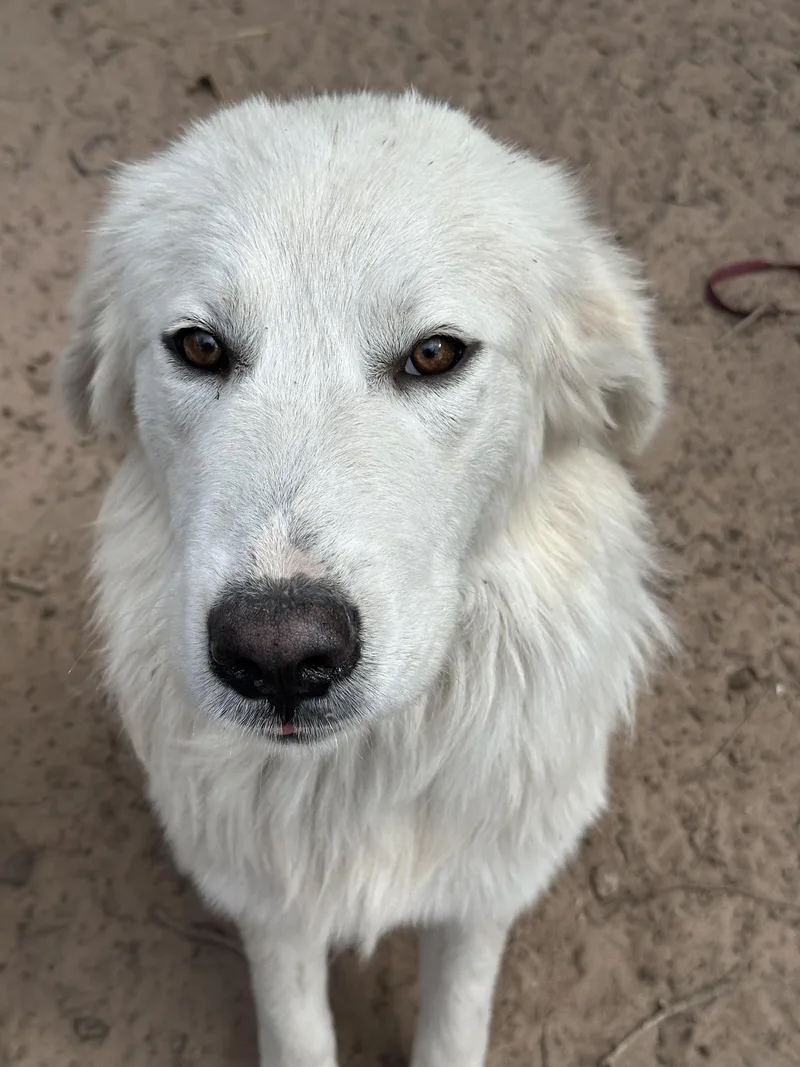 Toby Atx thumbnail 3