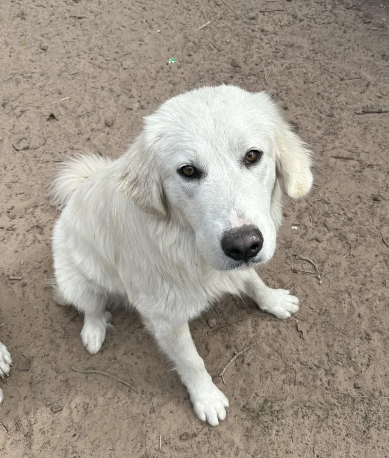 Toby Atx thumbnail 4