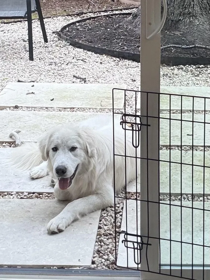 Toby Atx thumbnail 5