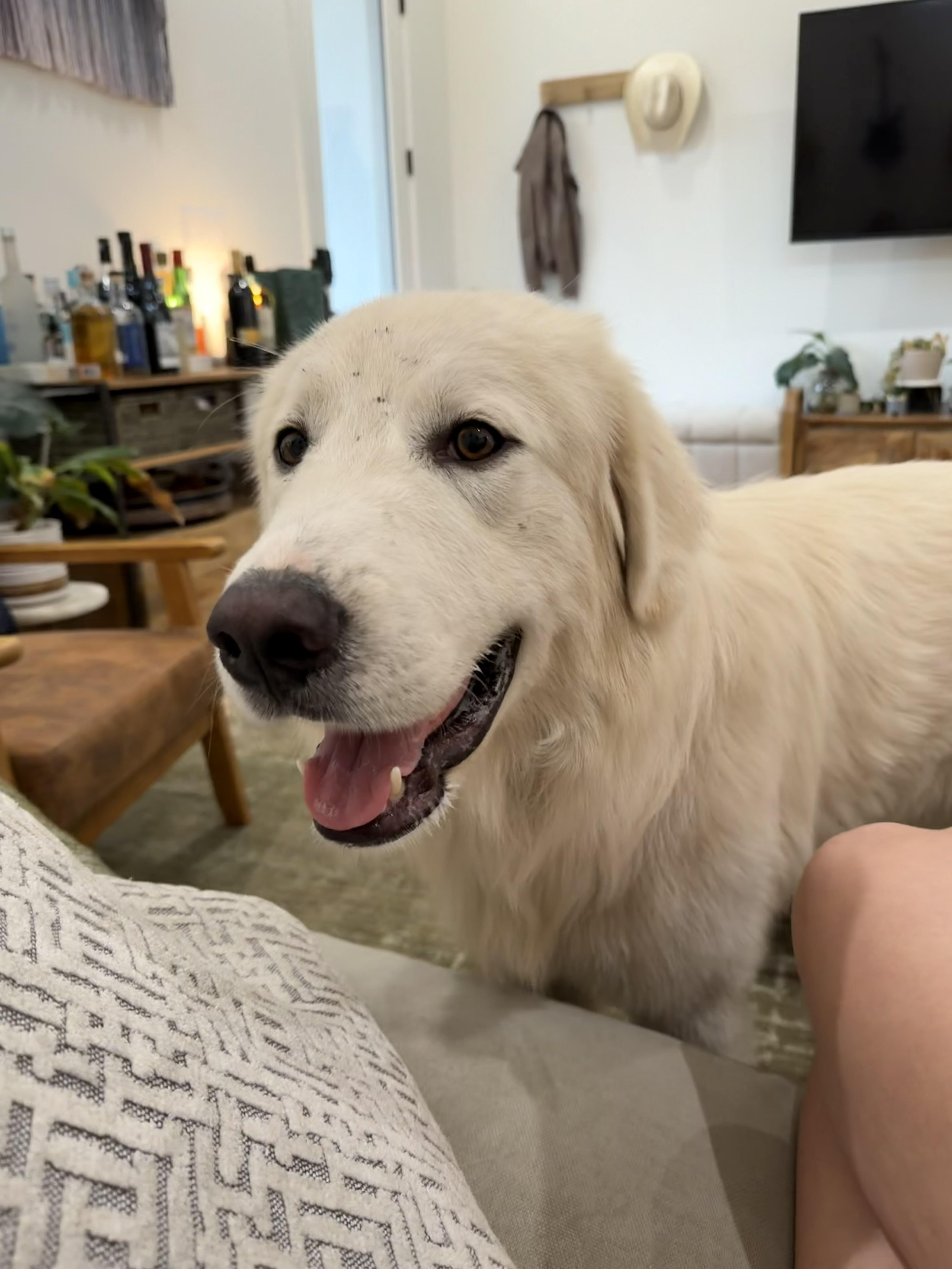 Toby Atx thumbnail 6