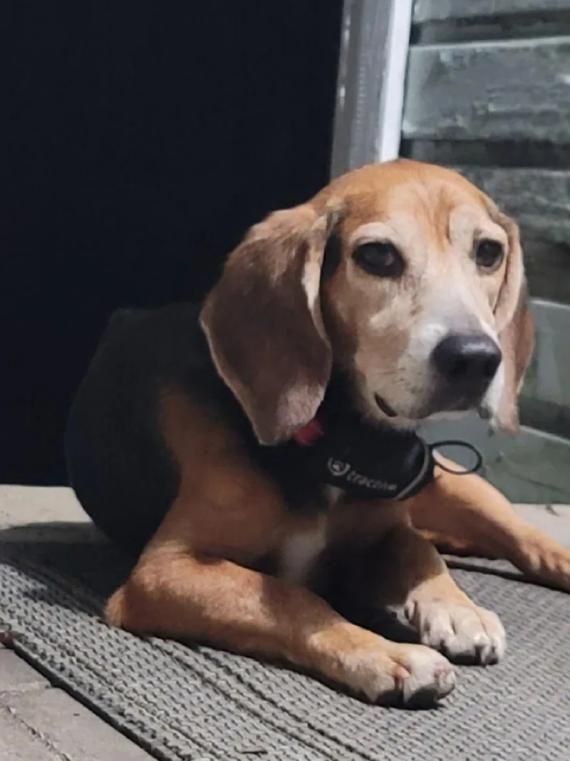 Buddy Hall thumbnail 2