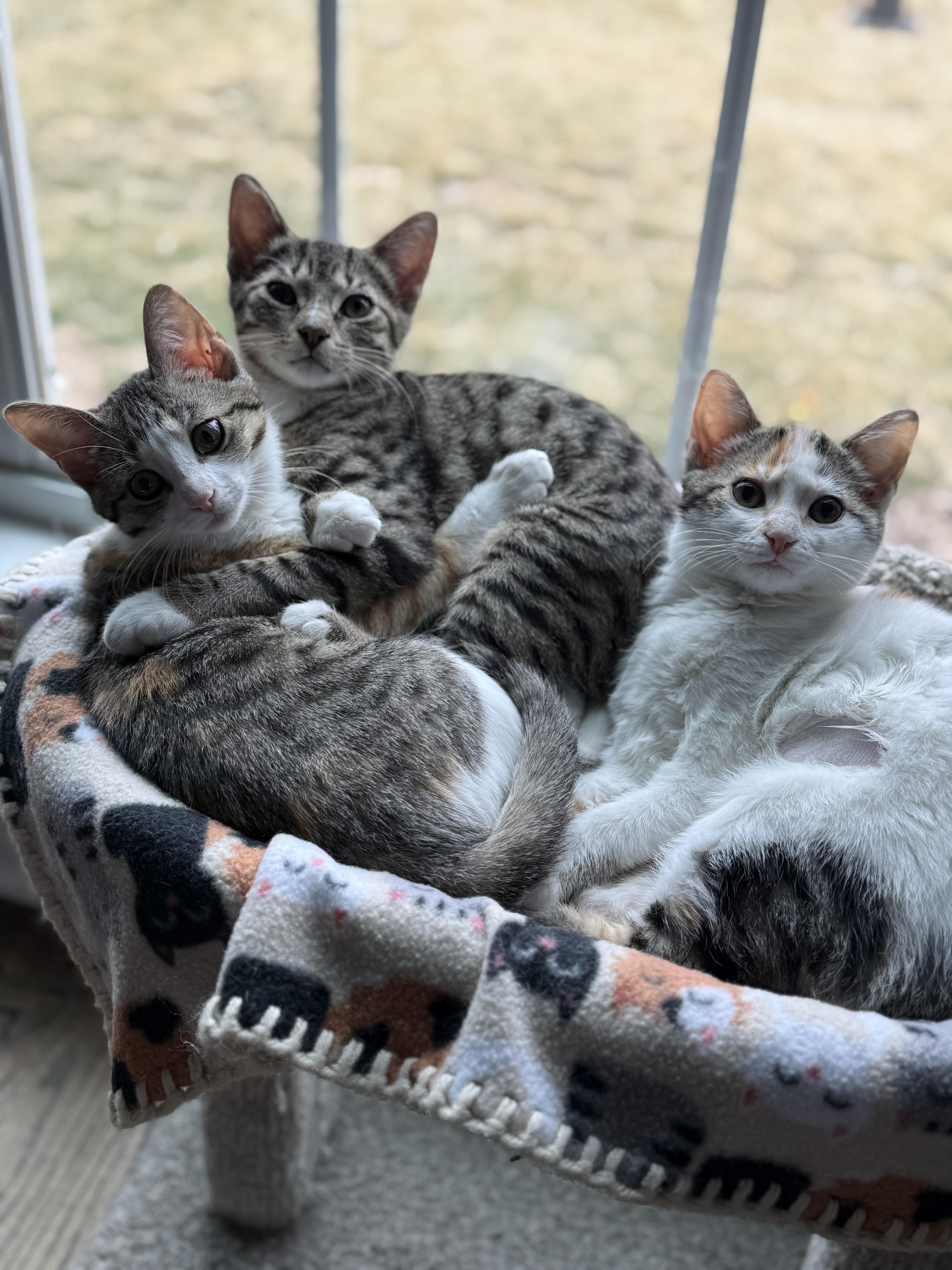 Brie & Blue thumbnail 4