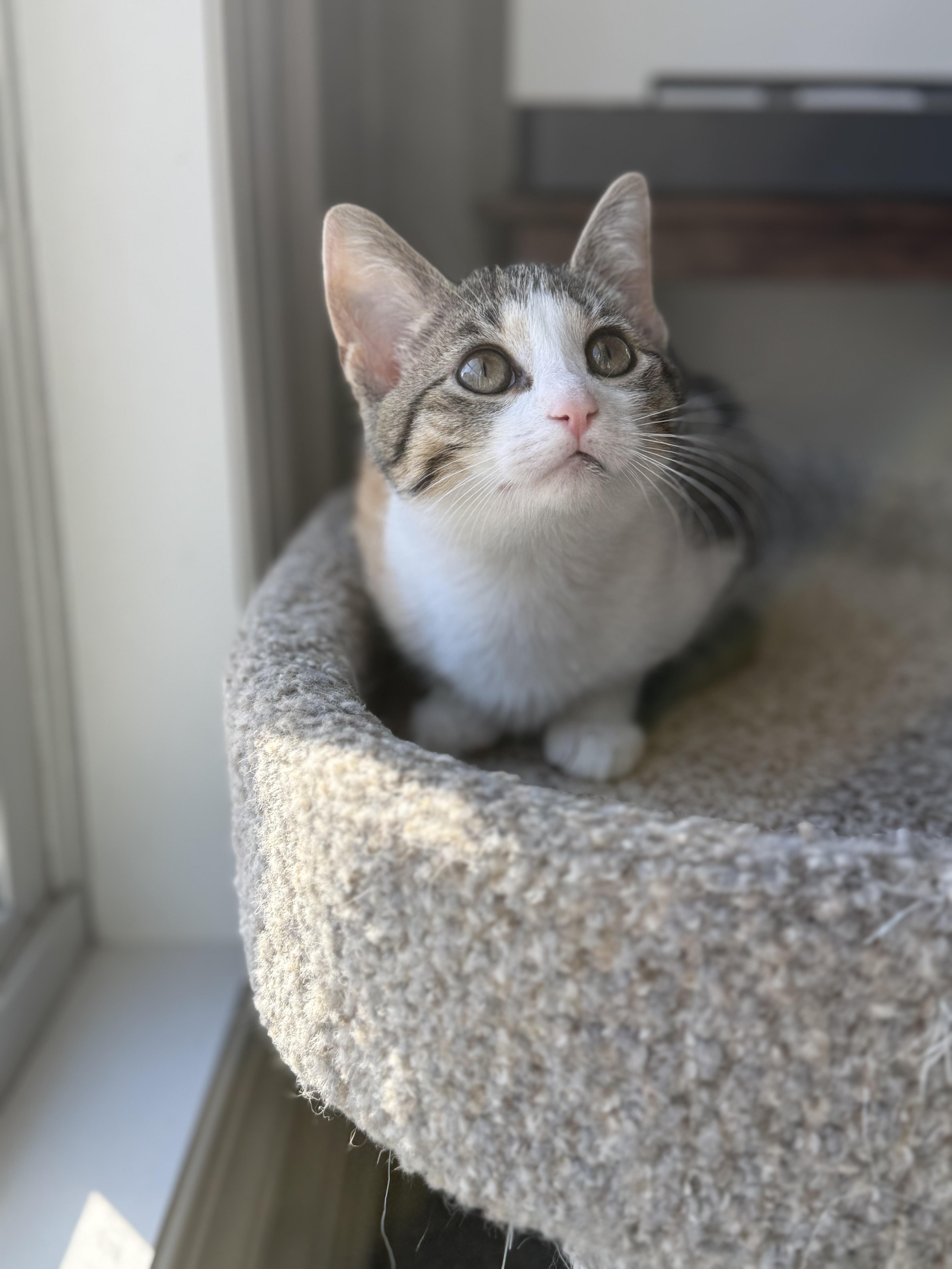 Brie & Blue thumbnail 5