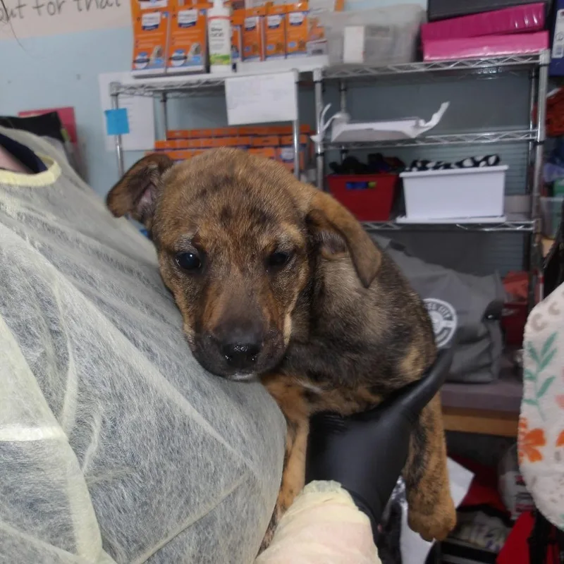 Jalapeno Popper thumbnail 2