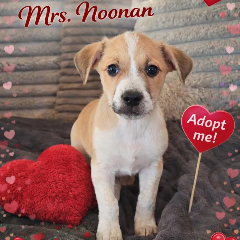 Mrs. Noonan thumbnail 6