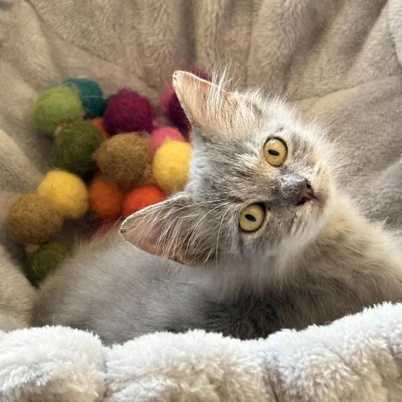 Georgina thumbnail 3